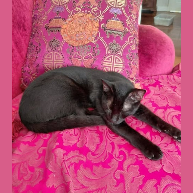 Photo of Otis
