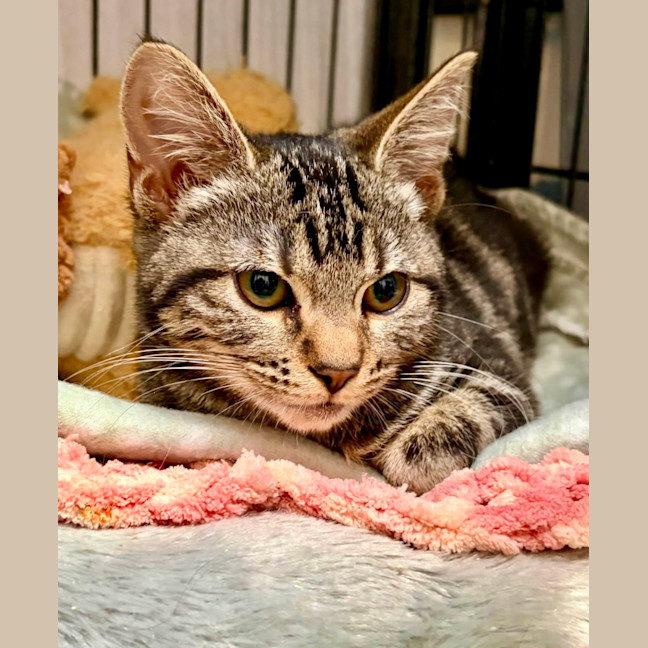 Photo of Little Pebble