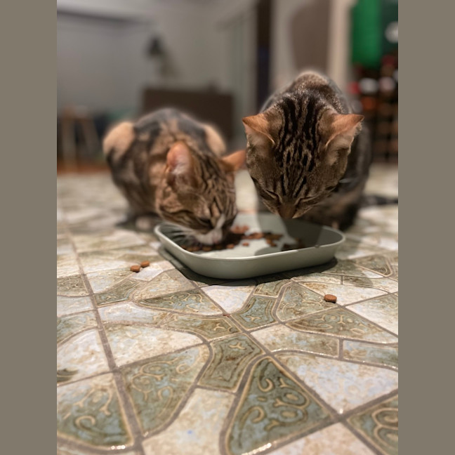 Photo of Little Miss & Yoyo