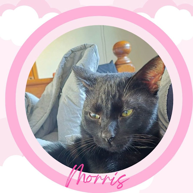 Photo of Morris