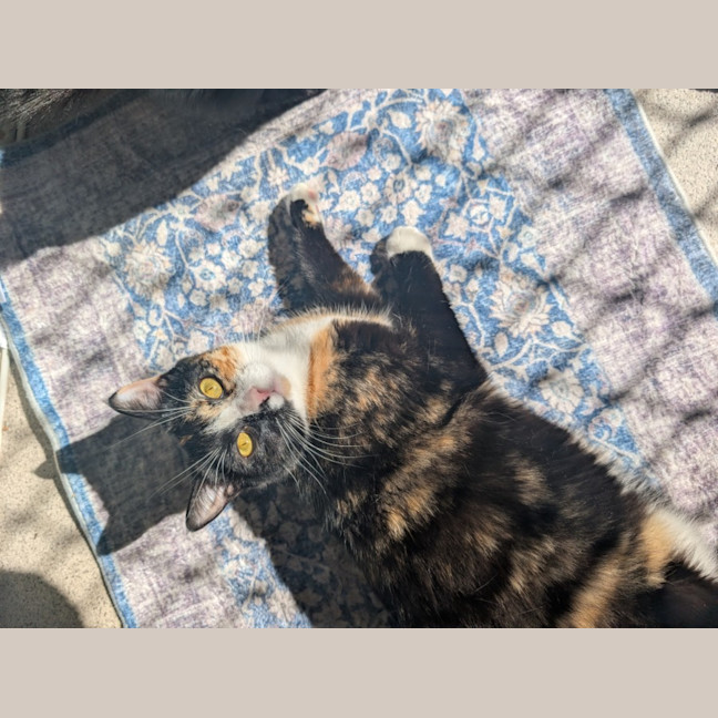 Photo of Jiji