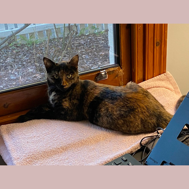 Photo of Dara   In Foster Care In Brunswick