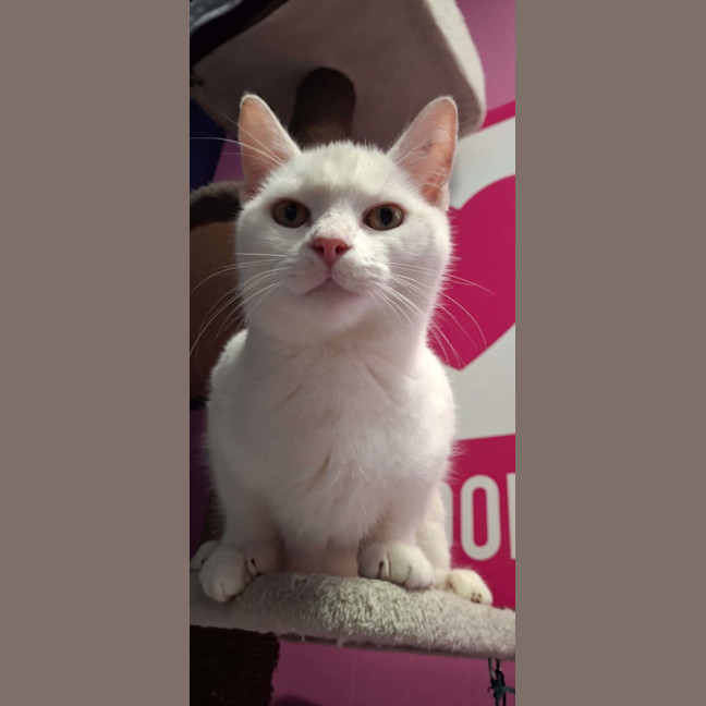 Photo of Remy