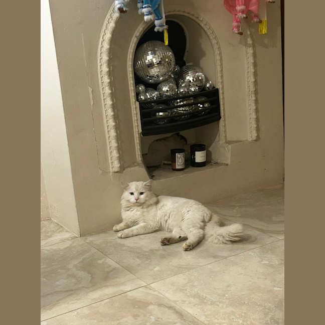Photo of Bojangles