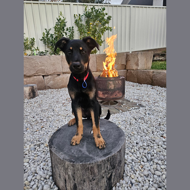Photo of Charlie   4 Month Old Kelpie X