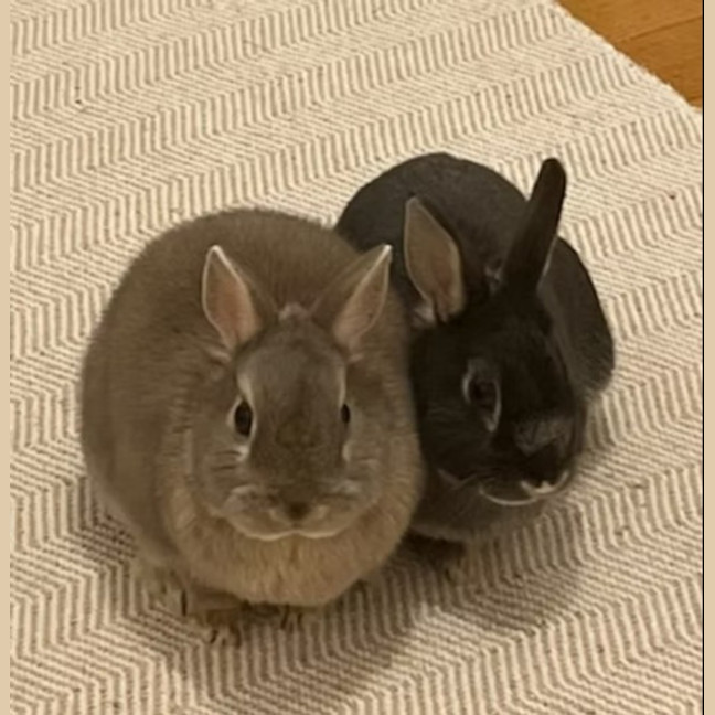 Photo of Bella & Mango