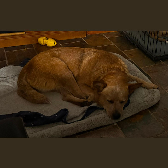 Photo of Brandylicious