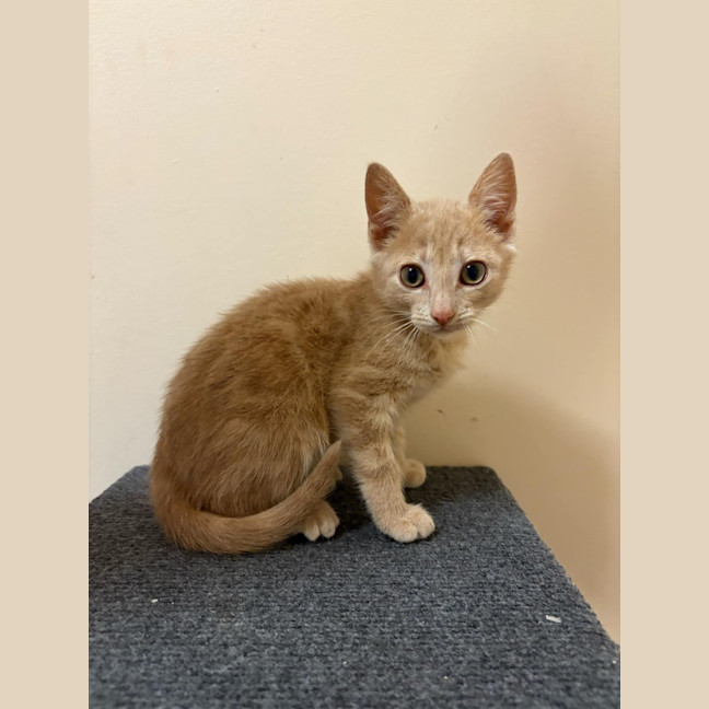 Photo of Cheshire Cat 