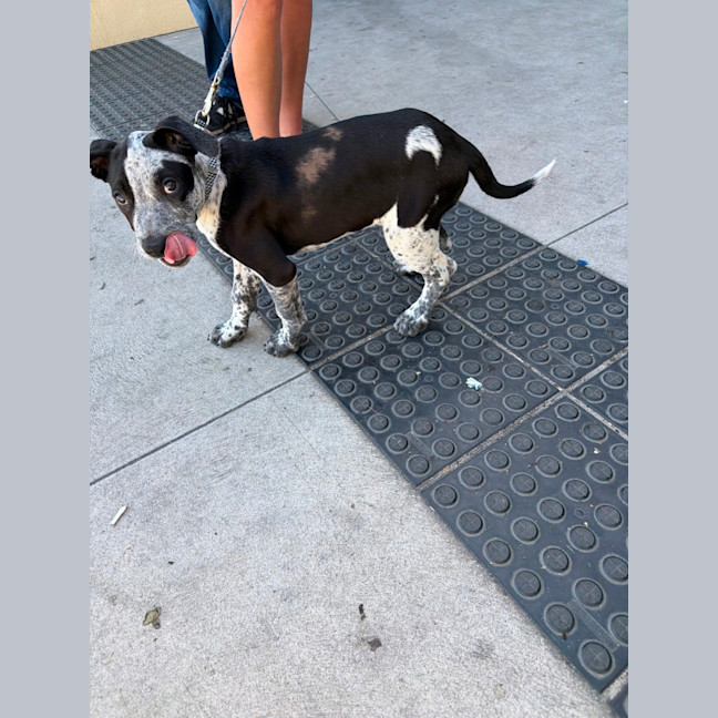Photo of Tony (Bessie's Puppy)