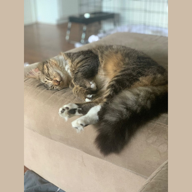 Photo of Percy
