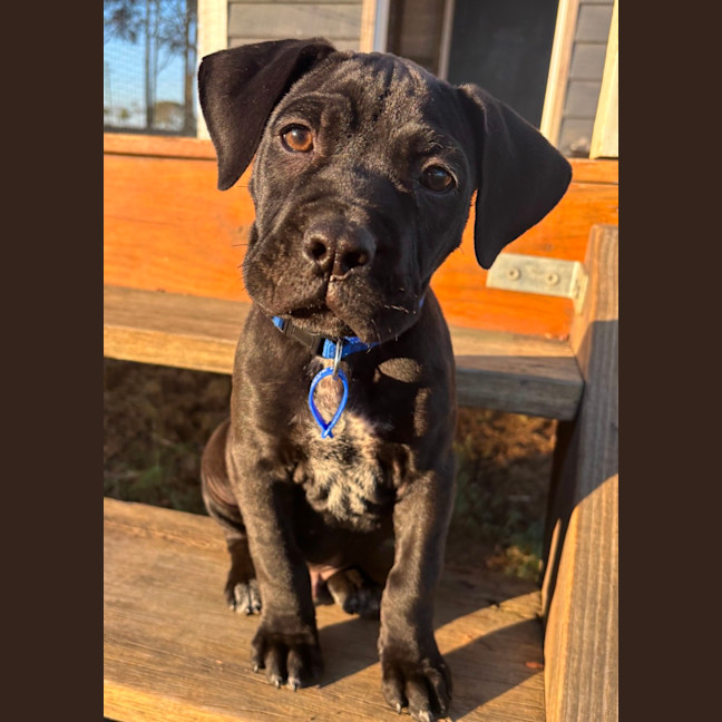 Photo of Comet   8 Week Old Mixed Breed