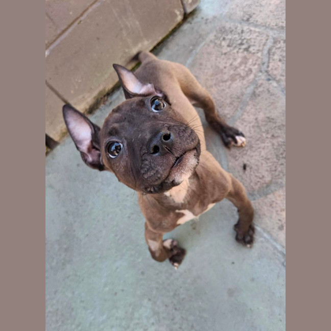 Photo of Millie