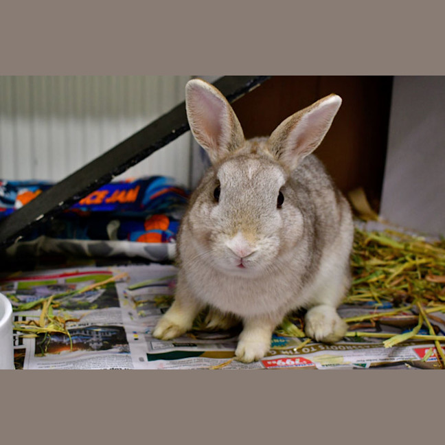 Photo of Bun Affleck