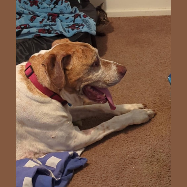 Photo of Buddy