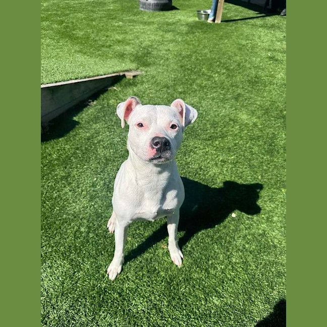 Photo of Tinkerbell