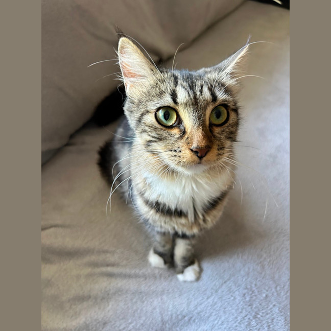 Photo of Freya   Located In Lower Plenty