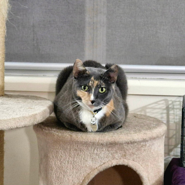 Photo of Cali