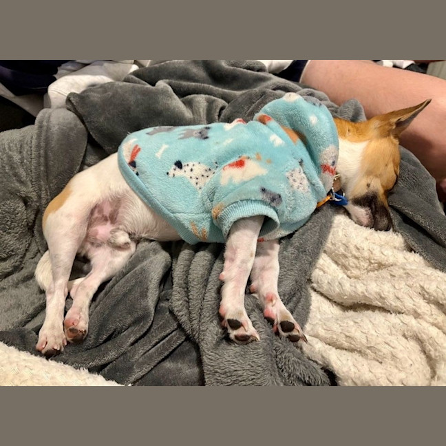 Photo of Chip (In Foster Care) (On Hold)