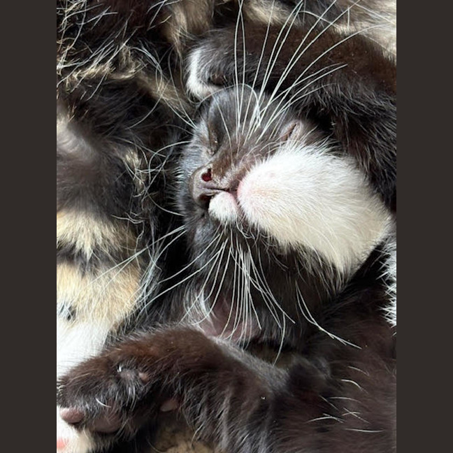 Photo of Sylvester