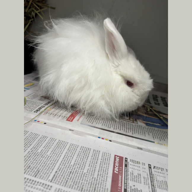 Photo of Milo