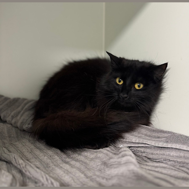 Photo of Black Betty