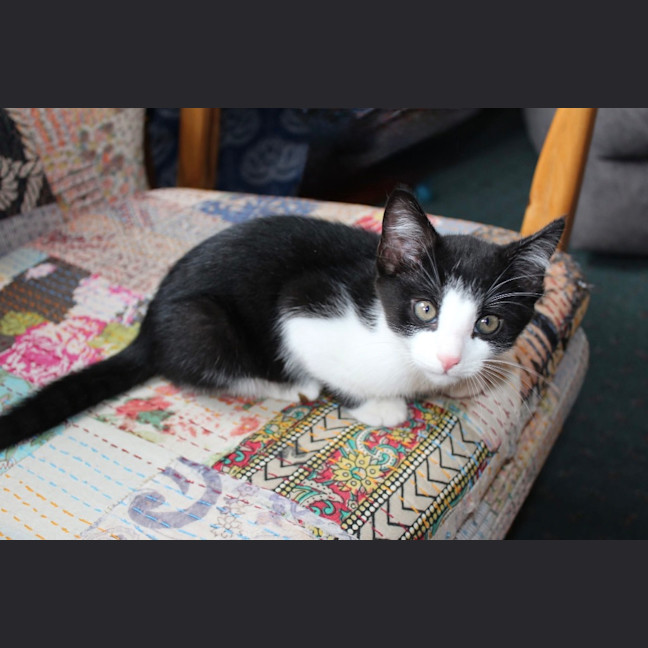 Photo of Dez   Petstock