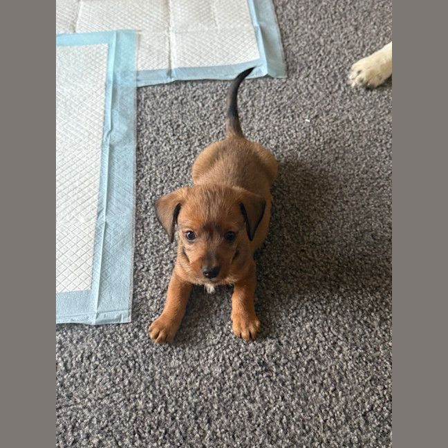 Photo of Brownie
