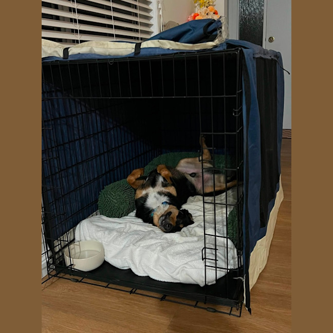 Photo of Draco