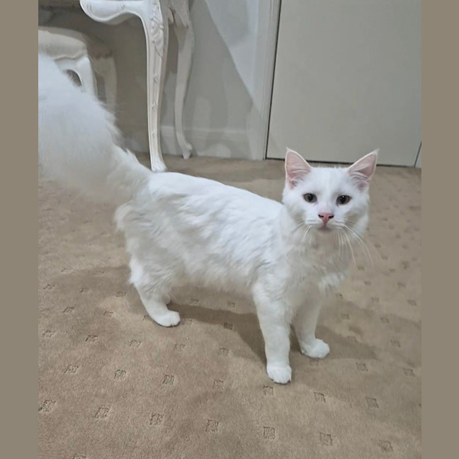 Photo of Angel & Loki