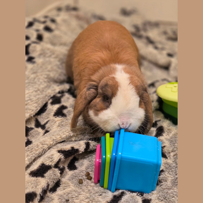Photo of Snuggles