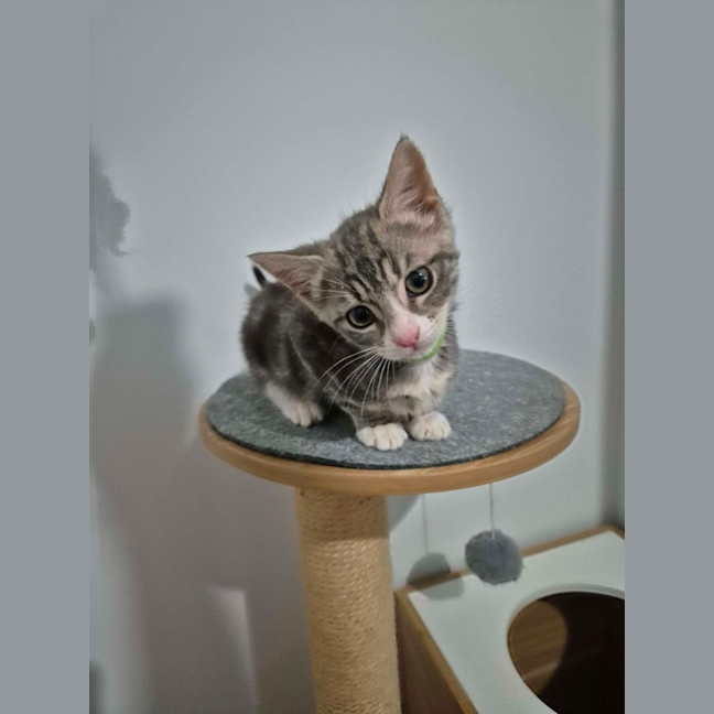 Photo of Pudding Pop