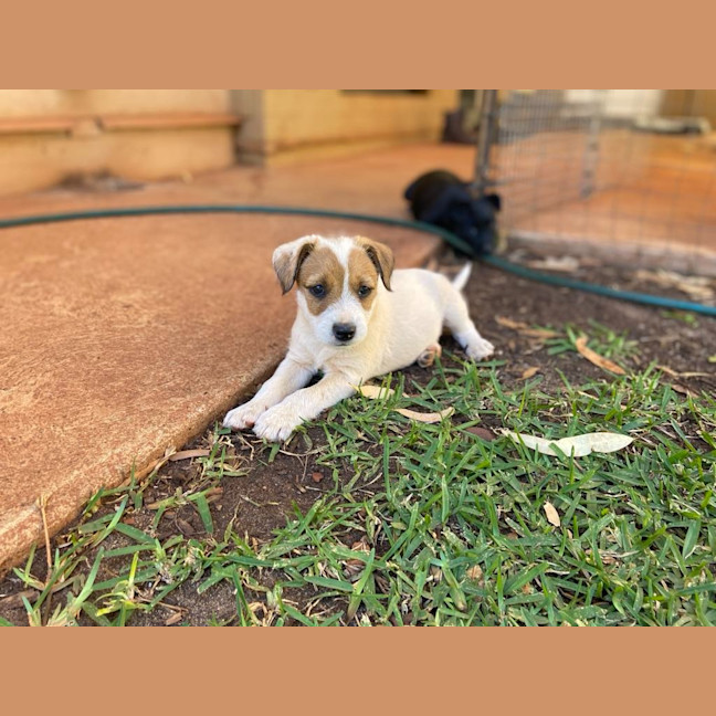 Photo of Dumplin