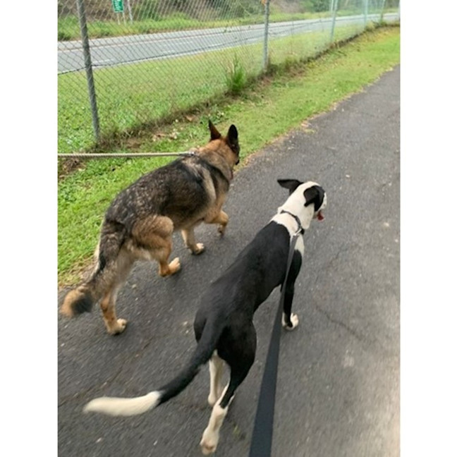 Photo of Ace *$250 Adoption Fee*