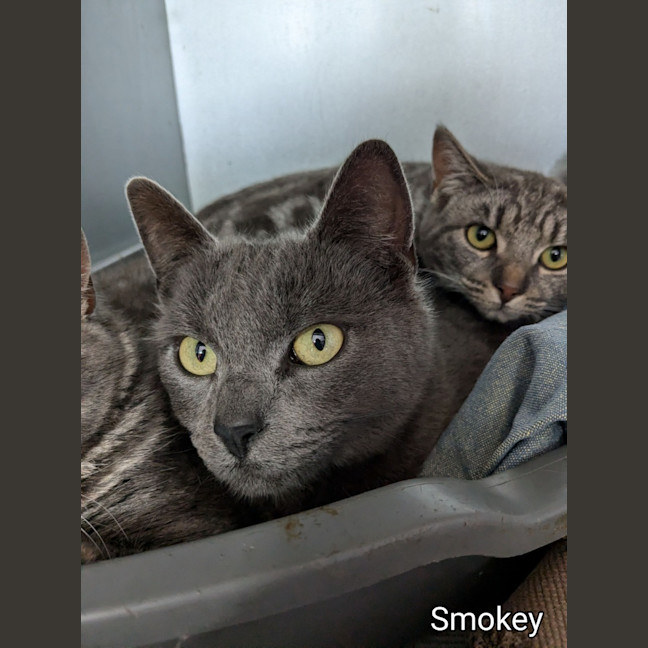 Photo of Smokey