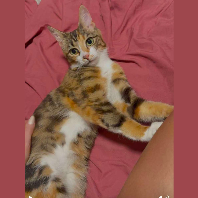 Photo of Moe   Located In Brunswick West