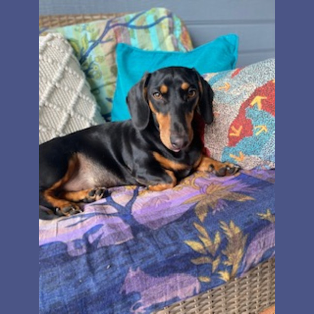 Photo of Peanut