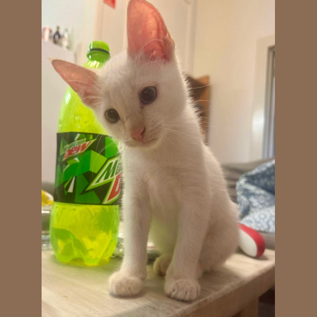 Photo of Cotton Tail