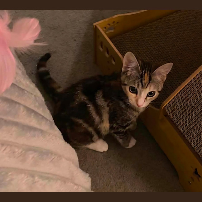 Photo of Tinkabell 