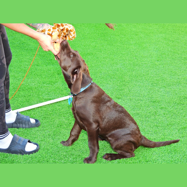 Photo of Coco