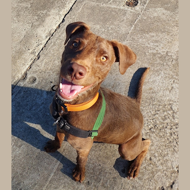 Photo of Lupin