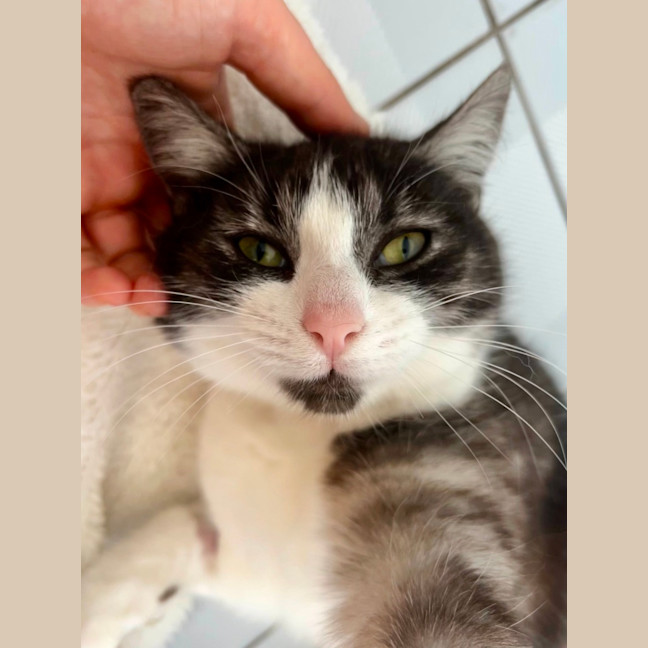 Photo of Kitty Witty   11 Month Old Domestic Short Hair