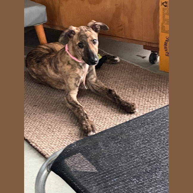 Photo of Tin Tin 27kg