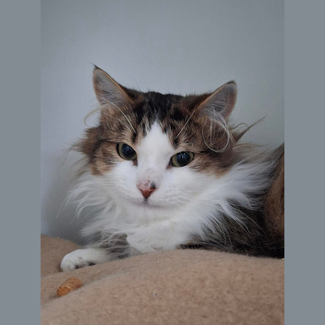 Photo of Chex