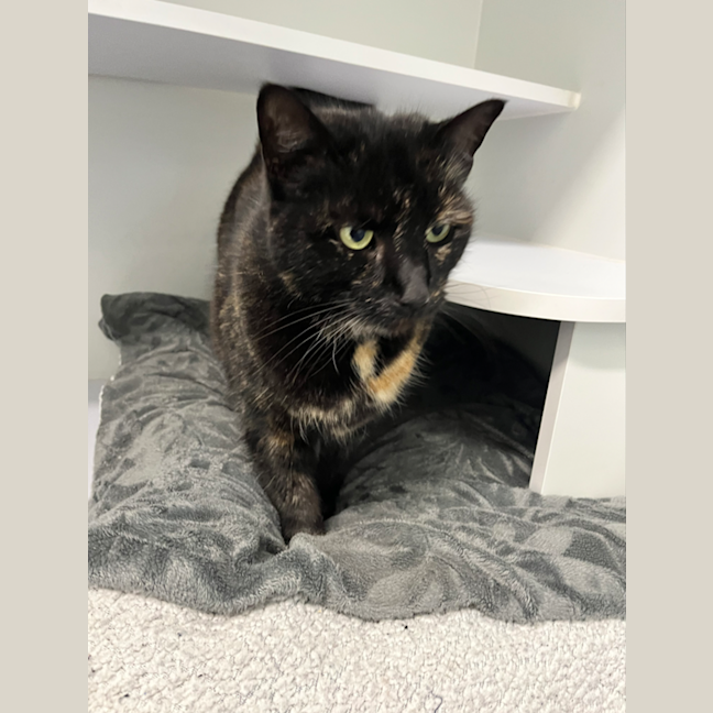 Photo of Coco