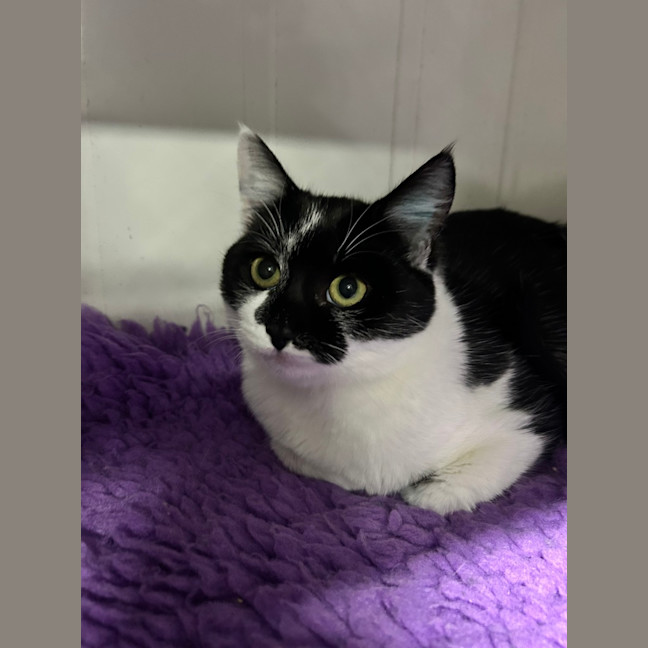 Photo of Magpie