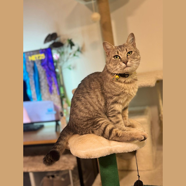 Photo of Nyitti