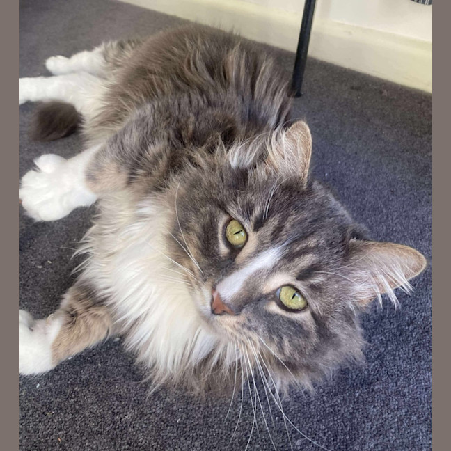 Photo of Merlin