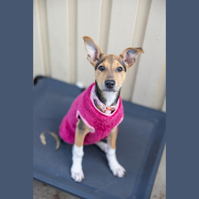 Photo of Scout