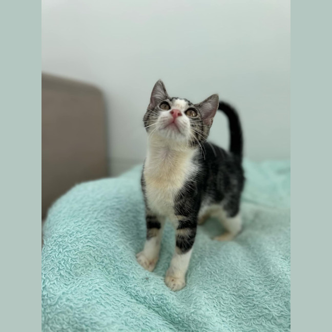 Photo of Wasabi 