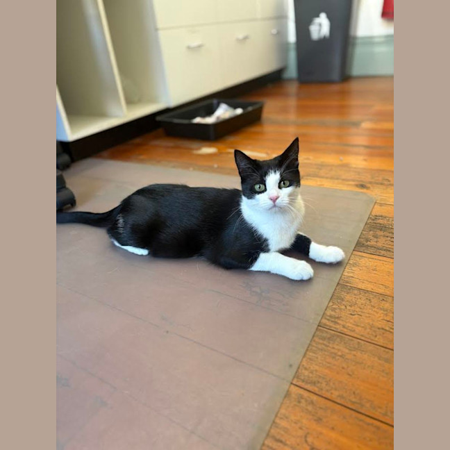 Photo of Miffy